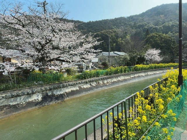 【京都桜最新2026】穴場山科の名所パトロール！疏水～毘沙門堂～本願寺山科別院～大石神社