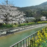 【京都桜最新2026】穴場山科の名所パトロール！疏水～毘沙門堂～本願寺山科別院～大石神社