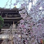 【2026】京都桜パトロール　街と一体化する圧巻の桜「六角堂（頂法寺）」