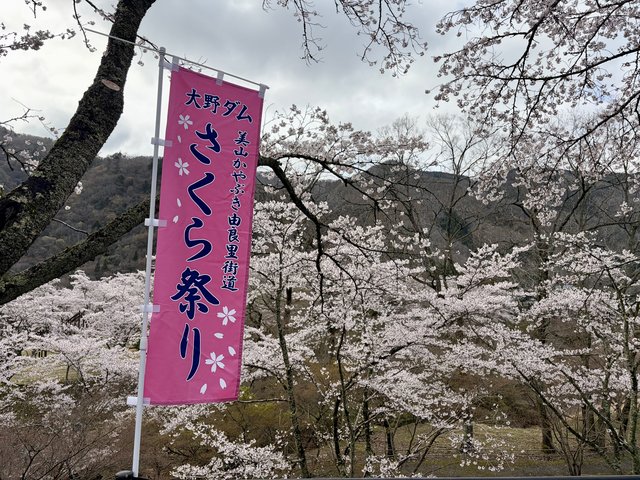 京都の桜名所　ドライブで行きたい「美山・大野ダム桜まつり」
