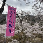 京都の桜名所　ドライブで行きたい「美山・大野ダム桜まつり」