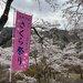 京都の桜名所　ドライブで行きたい「美山・大野ダム桜まつり」