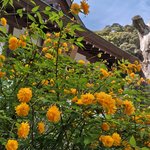 【京都】華やかな山吹が咲き誇る　醸造の神様としても知られる古刹「松尾大社」へ