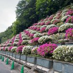 【京都イベント】琵琶湖疏水関連建築＆斜面を彩る『蹴上のつつじ』一般公開へ行ってきました☆