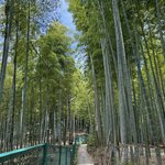 【京都】美しい竹林が傷だらけに…「伏見稲荷大社」で深刻化する落書き被害