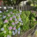 【京都の花2026】紫陽花の名所見頃！新幹線沿い京都駅スグの源氏ゆかり神社「六孫王神社」