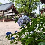 【京都2026】名所「藤森神社」の紫陽花は今年も美しい！限定御朱印もあり