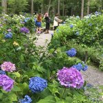 【保存版】京都オススメ紫陽花名所☆秀吉ゆかり智積院～『あじさい寺』三室戸寺【厳選５寺社】