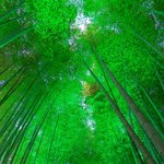 【京都夜観光】5年ぶり、更に進化を遂げて復活　幻想的な癒しのライトアップ「東山観月路」