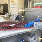 【京都】錦市場近くの穴場店！マグロ仲卸が手掛ける実力派、ランチもお得な「寿し小松」